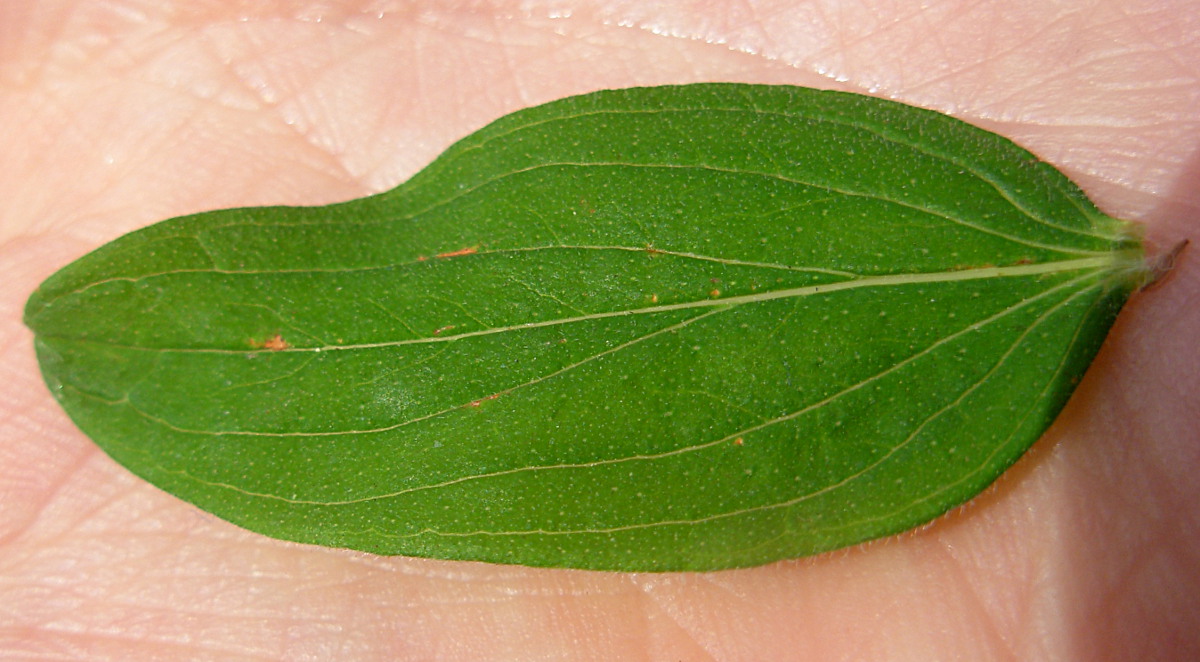 Hypericum hirsutum L.